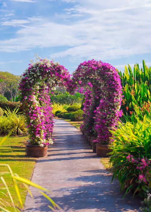 ซุ้มเฟื่องฟ้ารูปหัวใจ สวนวลัยลักษณ์